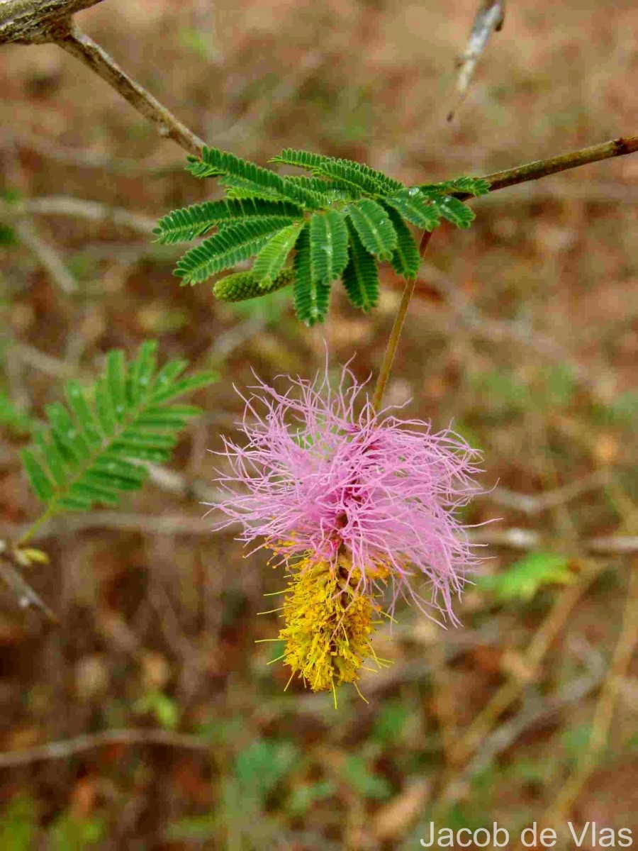 Dichrostachys cinerea (L.) Wight & Arn.